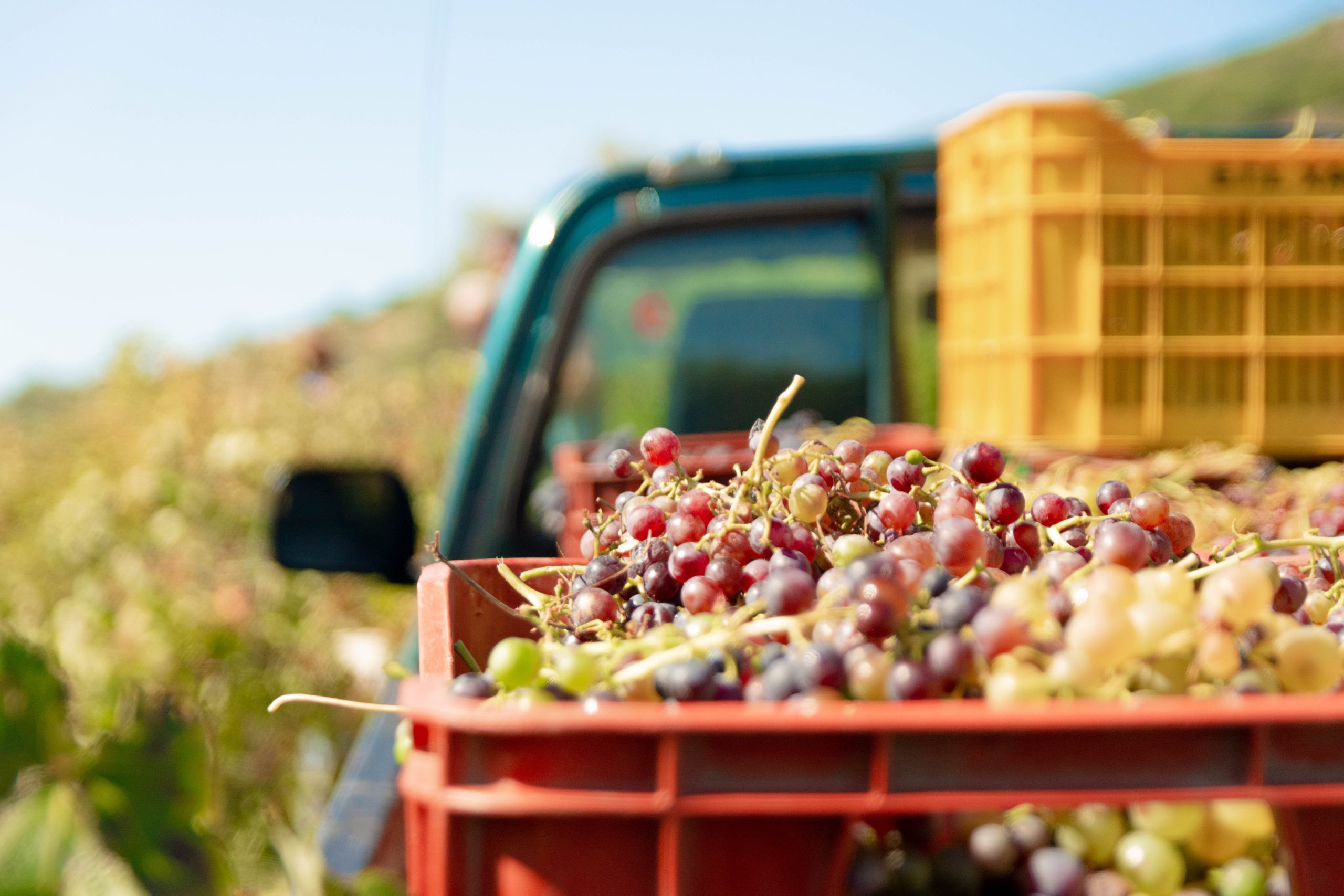 Wine producer image of grapes on a truck