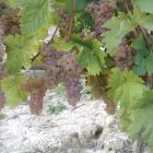 Roero Arneis grapes growing in the Nizza Silvano Vineyards