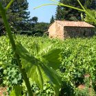 The Canta Rainette Vineyards