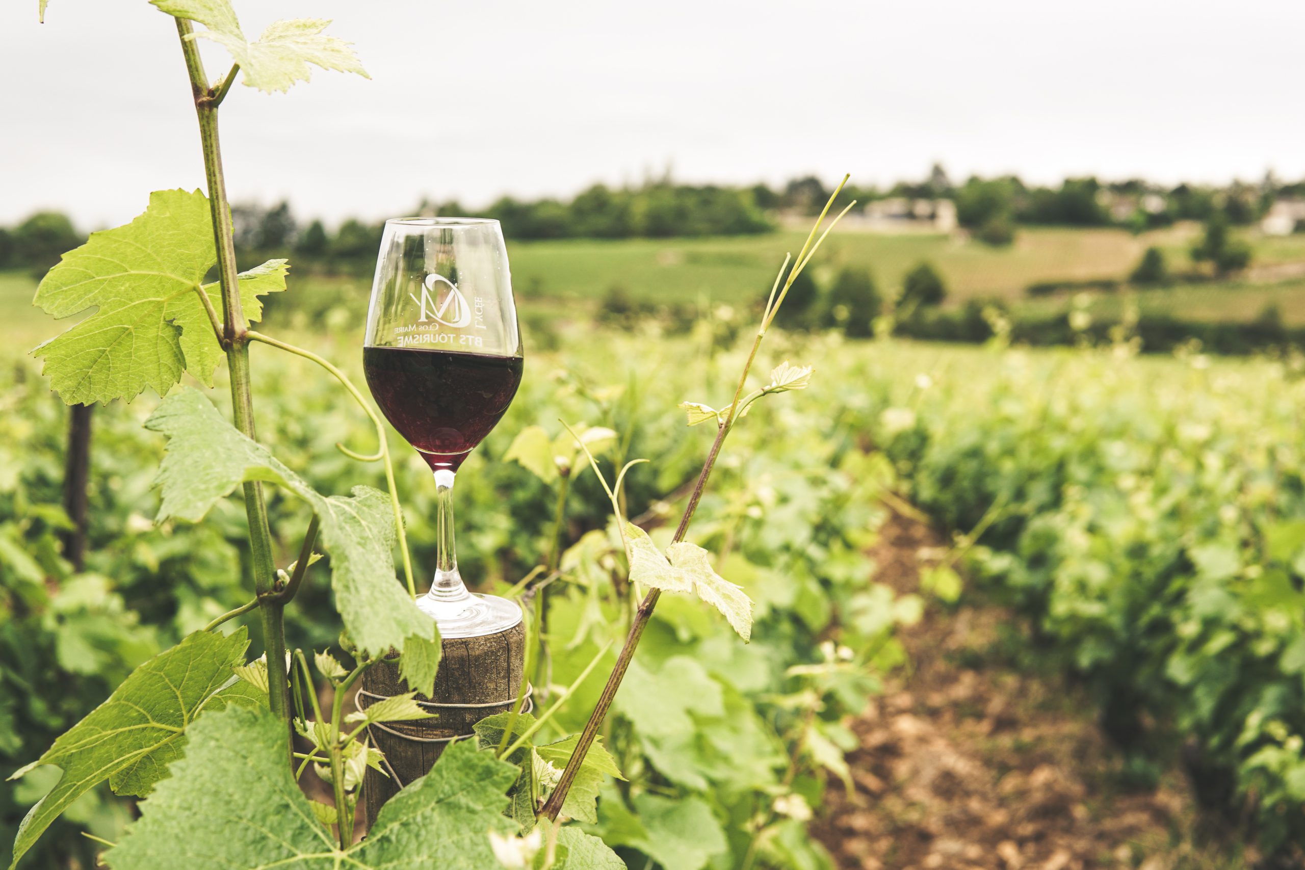 Three Approaches to Vineyard Management: Organic, Biodynamic and Conventional